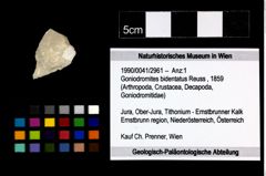 Foto (Objekt + Etikett) von Goniodromites bidentatus (Reuss, 1859)  (NHMW-GEO-1990-0041-2961)